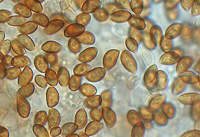 Conocybe horakii      Watling & G.M. Taylor